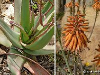 Aloe elegans P1120477.jpg